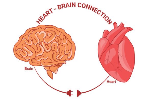 Download Heart and Brain Connection Vector Design - Art Collection
